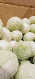 Sprzedam 25 ton kapusty białej z chłodni. Rozmiar 1-3,5 kg. Zdrowa, zielona bez szkodników.