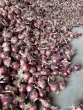 Sprzedam cebulę czerwoną Electric, ilości tirowe, ładna łuska, kaliber 5-9.