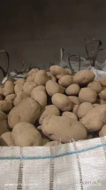 Sprzedam ziemniaki jadalne odmiany Soraya i Jurek, kal 55+ z jasnej ziemii, zdrowe. Ilość cało samochodowa 23 tony w big bagach...