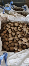 Sprzedam ziemniaki Soraja duże ilości.. opakowanie big bag, cena do uzgodnienia..