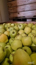 Sprzedam jabłka Golden z KA 