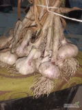 Witam mam do sprzedania czosnek Lubasza zdrowy bez chorób, Wiązany po 25 sztuk na brudno.