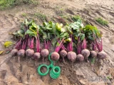 Sprzedam buraczek czerwony ilość 2ha