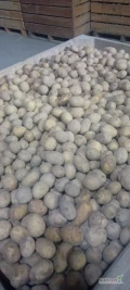 Sprzedam ziemniaki kaliber 35-50 odmiany Ricarda-Catania -Irga -Riviera- Arrov- Queen Anna .Ziemniaki  rok po centrali Noya dwa lata po...