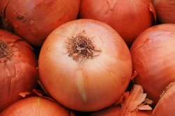 Cebula - ceny na start 2026 roku