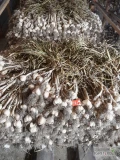 Sprzedam czosnek wiosenny Jarus zdrowy grube główki powyżej 5cm z łętą.posiadam także czosnek wiosenny przemysłowy. 