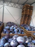 Witam sprzedam kapustę czerwoną kaliber  od 1- 2,5 kg, oraz od 2 - 3,5 kg idealna na market opakowanie do uzgodnienia ilości tirowe.