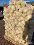 Sprzedam seler kaliber 0.5 -1.2 kg około 15 ton myty opakowanie do uzgodnienia