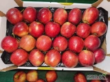 Sprzedam jabłko Prince, sam sortuje duże ilości.