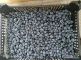 Sprzedam owoce borówki amerykańskiej 12+ pakowane 4 kg netto 4,4 kg brutto. Około 500  kg. Duke. 