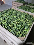 Sprzedam ogórki gruntowe 6-12 odmiana Allianz około 3t. 
