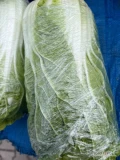 Sprzedam kapustę pekińską .Odmiany Bilko i Marrio , kaliber 0,8-1,8 kg. Ilość 30ton.