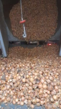 Sprzedam bardzo ladna cebule Niemiecka jakosc luski nadaje sie na worek ale zdarza sie okolo 5% zawirusowania a wiec trzeba to przebrac pod...