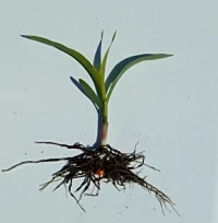 Termin siewu  kukurydzy