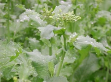 Rzepak potrzebuje wsparcia na wiosnę