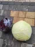 Sprzedam kapustę białą novoton I ambrozja ok 10 ton oraz czerwoną ok 8 ton