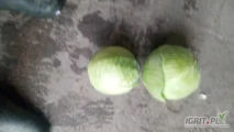Witam sprzedam kapustę biał kaliber 1-3kg towar z chłodni bez wciornastka cięty przed mrozem ilość 50 ton