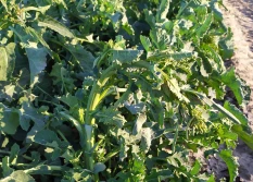 To jeszcze nie koniec przymrozków, a już są problemy