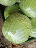 Sprzedam kapustę płaską 1-4kg