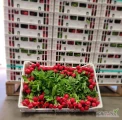 Do sprzedania ilości hurtowe rzodkiewki włoskiej, pakowanej po 20 pęczków w opakowaniu. Waga średnia netto op. - 6,2 kg. Dostępne...