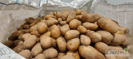 Sprzedamy 300 ton ziemniak Niemcy Queen Anne towar wysortowany na gotowo big bag worek luz
