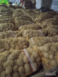 Sprzedam rziemiaki rzułte melodia ale gdzie nie gdzie trafia się biały 