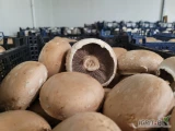 Sprzedam świeżą pieczarkę portobello. Kaliber 8-12cm. W skrzynce po 2 kg.