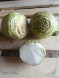 Sprzedam kalarepę odmiany Kossak kaliber 1-3kg. Cena oraz opakowanie do izgodnienia