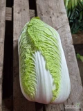 Sprzedam kapuste pekinska kaliber 0.5-2kg owijana luz skrzynia