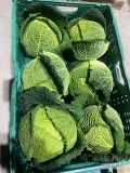 Sprzedam kapustę włoską 1-2,5kg. Raczej ilości karton-box. tel 503109898