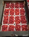 Dziś sprzedam malinę z upraw tunelowych w pulpie 250g  cene 25zł/kg ( 100zł karton)