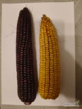 Sprzedam kukurydzę czarną i żółtą. 