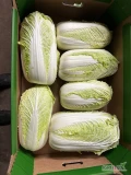 Sprzedam kapustę pekińską w dowolnym opakowaniu kaliber 0,8-2,5 kg, trafia się w niektórych główkach tipburn cena do uzgodnienia 