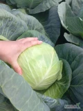 Sprzedam młodą kapustę duże głowy