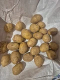 Sprzedam ziemniaki odmiany Gala mycie, obierania brudno. Queen Anne, Soraja ziemniaki w ilościach tirowych i mniejszych. Badania na...