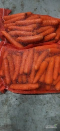 Sprzedam marchew grubą 5+