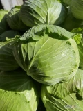 Sprzedam kapustę płaską /gołąbkową możliwa stała współpraca.