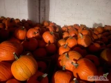 Sprzedam dynie hallowen, musquat oraz hokkaido. Dostępne duże ilości dyni hallowen. Kaliber 3-6,5-10 oraz powyżej. Zapraszam do...