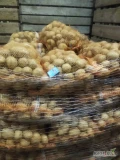 Sprzedam ziemniaki jadalne, odmiana Soraya, Bernina, 270 worków
