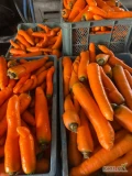 Sprzedam marchew handlowa oraz grubą towar myty zdrowy opakowanie do ustalenia 