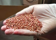 PIORiN kontroluje materiał siewny