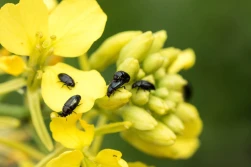 Wycofana alfa-cypermetryna