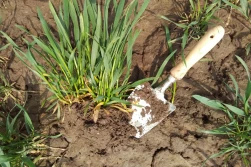 Odmiany chlebowe pszenicy