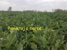 Stosowanie siarki do nawożenia rzepaku i zbóż