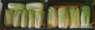 Sprzedam ladna kapuste pekinska Kaliber 0.8-1.8kg możliwość robienia na kilogramy lub sztuki opakowanie do uzgodnienia