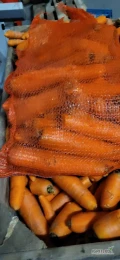 Sprzedam marchew grubą 5+