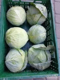 Sprzedam kapuste  białą przemysłową flexton   3 tony główki 2-2.5 kg  0.60 zł/ kg