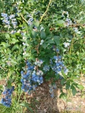 Do sprzedania 100 kg borówki odmiany bluecrop 