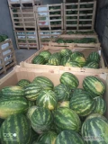 Sprzedam Polskiego arbuza około 25 ton odmiana karistan opakowanie dowolne zapraszam do kontaktu 80gr/kg 
