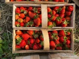 Sprzedam 600 koszy świeżo rwanej truskawki odmiany APRICA. Piękna drugie rwanie nowy koszyk. 